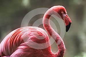 Closeup of a Greater flamingo in a profile