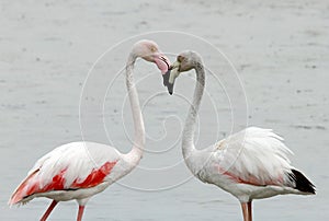 Closeup of Greater Flamingos