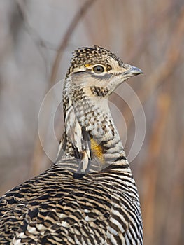 A closeup of a Greater Prairie Chicken on a spring evening