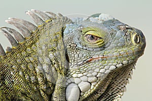 Closeup of Greeen Iguana