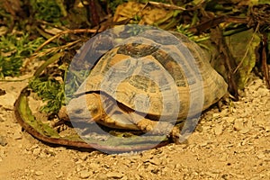 Closeup on a Greek or spur-thighed tortoise, Testudo graeca, eating a leaf