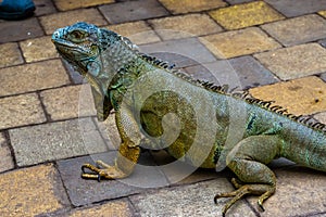 Closeup of a green american iguana, popular tropical reptile