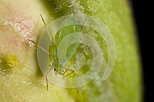 Closeup of a green aphid photo