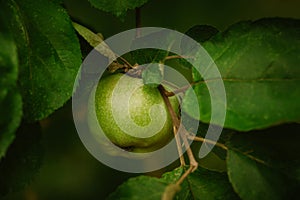 Closeup of green apple on a branch