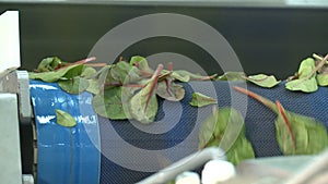 Closeup Green Arugula Leaves Fall down from Blue Conveyor Belt