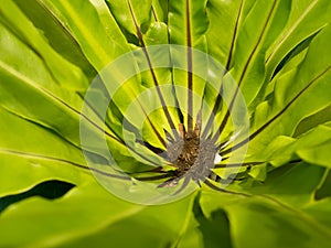 Closeup of green Asplenium nidus (Bird Nest Fern) photo