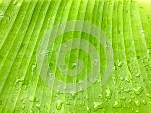 Closeup Green Banana leaf shade with raindrop, background