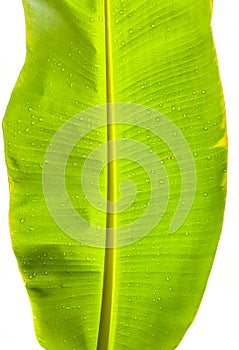 Closeup Green Banana leaf shade with raindrop, on white clipping background