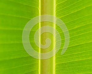 Closeup of green banana leaf stalk and vein (INDIAN ANCHOVY or S