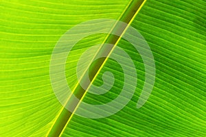 Closeup of green banana leaf texture