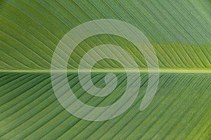 Green banana leaf texture, Abstract Banana leaf background