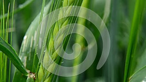 Closeup for green barley with drops of water