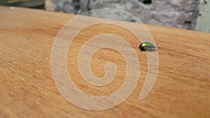 Closeup of green beetle Chrysolina herbacea creeps on the Board
