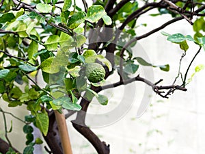 Closeup green bergamot or Kaffir lime on tree. and bergamot tree have a Leaf disease