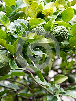 Closeup green bergamot or Kaffir lime on tree. and bergamot tree have a Leaf disease.