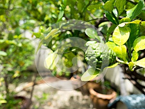 Closeup green bergamot or Kaffir lime on tree. and bergamot tree have a Leaf