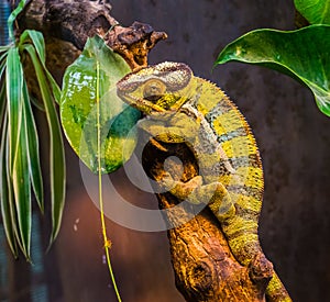 Closeup of a green and black banded panther chameleon, colorful tropical lizard from madagascar, popular exotic and colorful pet