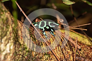 Closeup of a Green and black poison dart frog, Dendrobates auratus sitting on a tree branch