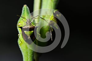 Closeup of a green and black spined soldier bugs.