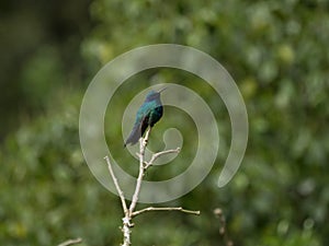 Closeup of a green blue purple sparkling violetear hummingbird colibri coruscans at Las Lajas Ipiales Narino Colombia