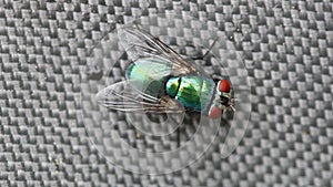 Closeup of a Green bottle fly under the lights with a blurry background