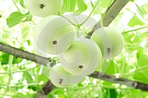 Closeup green bottle gourd or calabash gourd on branch, selective focus