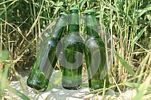 Closeup of green bottles of cold beer against green grass on the beah.Natural sun light