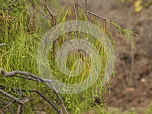 green branches and flowers of plocama pendula photo