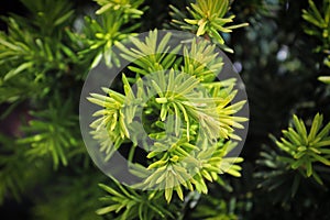 Closeup of the green branches on a Hicks Yew photo