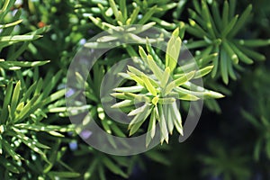 Closeup of the green branches on a Hicks Yew photo