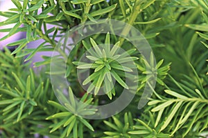 Closeup of the green branches on a Hicks Yew