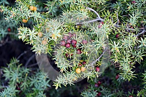 A closeup of the green branches and orange and red fruits of Cade (Juniperus oxycedrus)