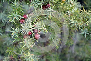 A closeup of green branches and ripe dark red fruits of Cade (Juniperus oxycedrus)