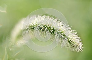 Closeup of a green bristlegrass in a dreamy atmosphere