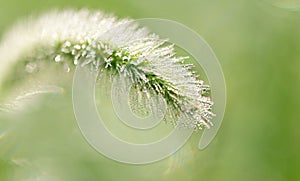 Closeup of a green bristlegrass in a dreamy atmosphere