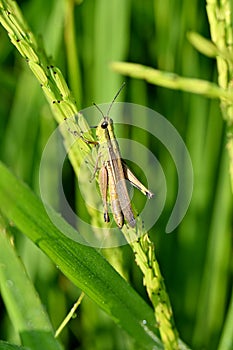 closeup the green brown bug insect grasshopper hold on paddy plant grin with leaf in the farm soft focus natural green brown