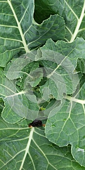 Closeup of green cabbage