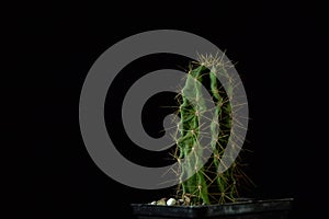 Green cactus with sharp needles on dark background