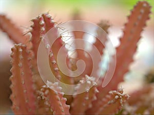 Closeup green cactus desert plant with soft focus and blureed