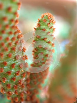 Closeup green cactus desert plant with soft focus and blureed