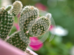 Closeup green cactus desert plant with soft focus and blureed