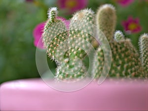 Closeup green cactus desert plant with soft focus and blureed