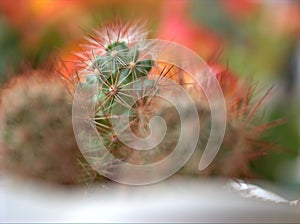 Closeup green cactus desert plant with soft focus and blureed