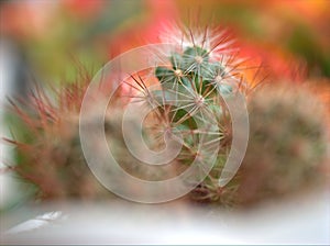 Closeup green cactus desert plant with soft focus and blureed