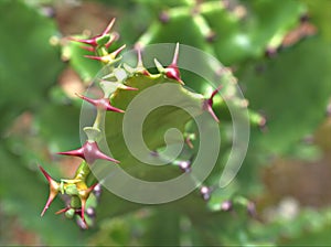 Closeup green cactus Euphorbia resinifera ,desert plants with blurred background photo
