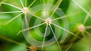 Closeup of cactus plant with sharp spikes.