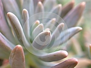 Closeup green cactus ,succulent desert plant in garden with soft focus and green blurred background