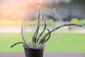 Closeup green Cactus on table near window in the garden