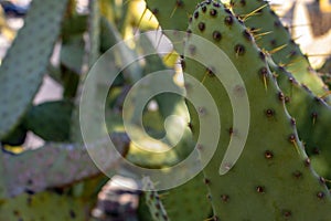 Cow`s tongue prickly pear cactus or lengua de vaca cactus photo