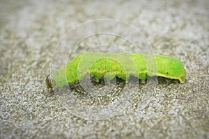 Closeup on the green caterpillar of the angle shades moth, Phlogophora meticulosa